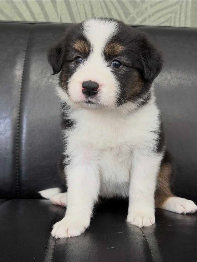ボーダーコリーの子犬